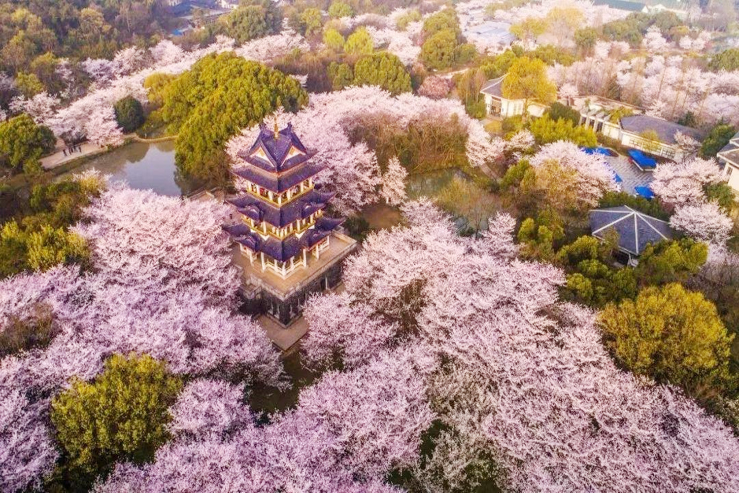 春游踏青去哪玩？这四座城市是很多人的选择，大多位于江南