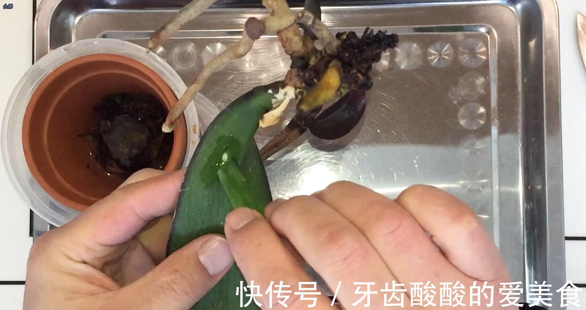 芦荟养兰花，你不知道的秘密，养兰老司机偷偷在使用