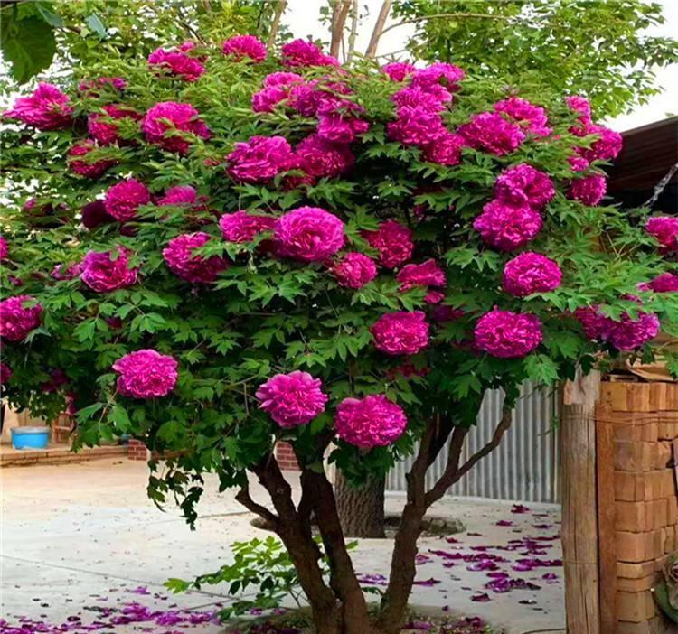 老桩|6种富贵花,全都“寿命长”,轻松养成老桩,越大越“旺家”