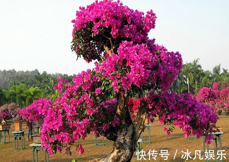 养三角梅，大爷有“妙招”，花苞“翻倍长”，次次开花都“爆盆”