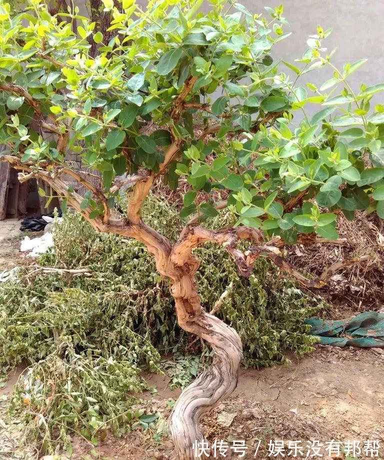 别犯傻买金银花盆景，压条3年成景、播种5年成景，实在太容易！