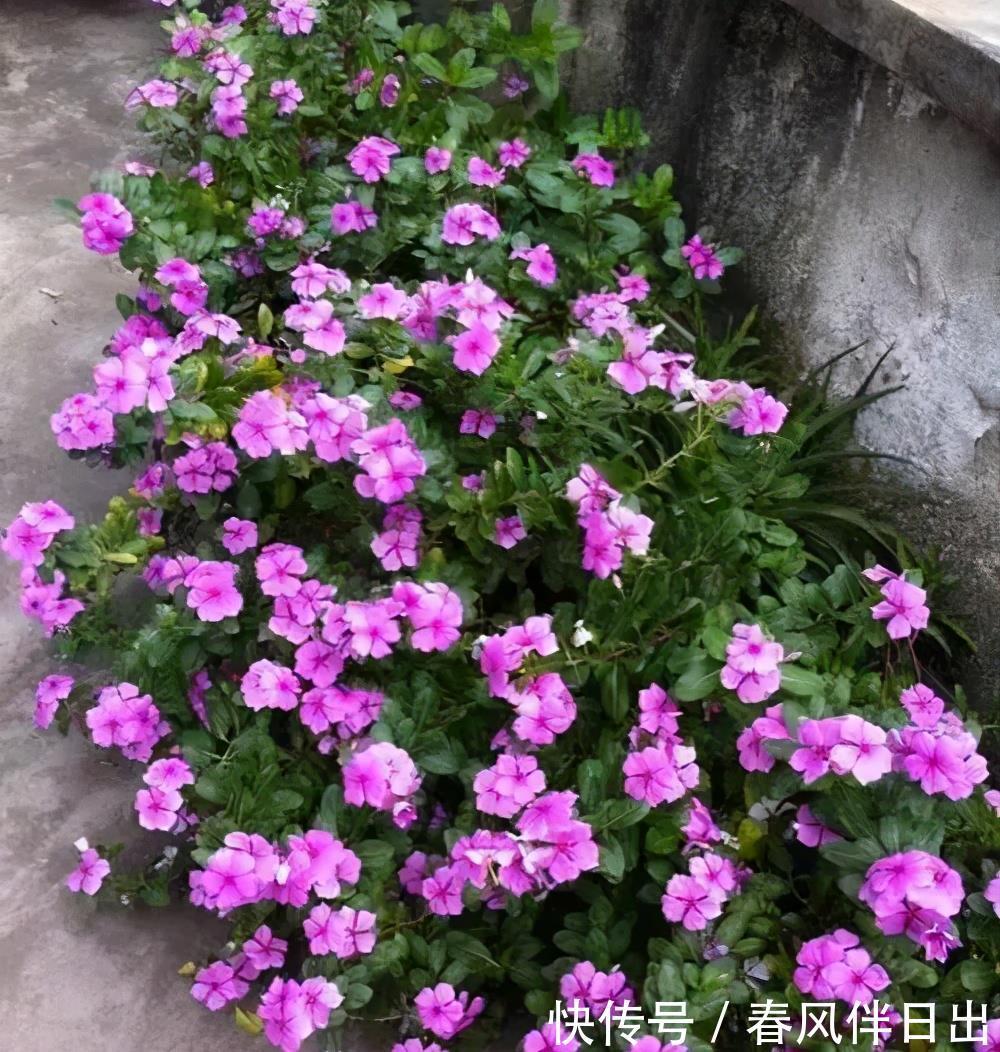 佳品|号称“开花机器”的4种漂亮花,养一盆赏花300天,是阳台盆栽佳品