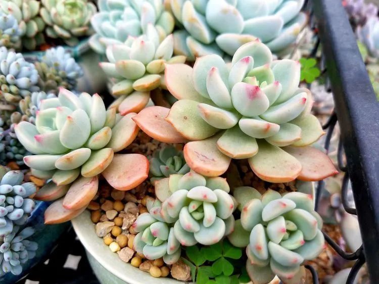 养肉三年,分享养肉经验,谈谈适合逆开挂区的多肉!