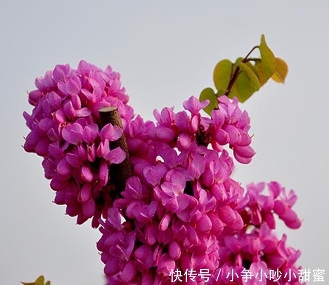 种植|最适合庭院、屋顶绿化种植的植物，各月开花顺序整理，不收藏吗？
