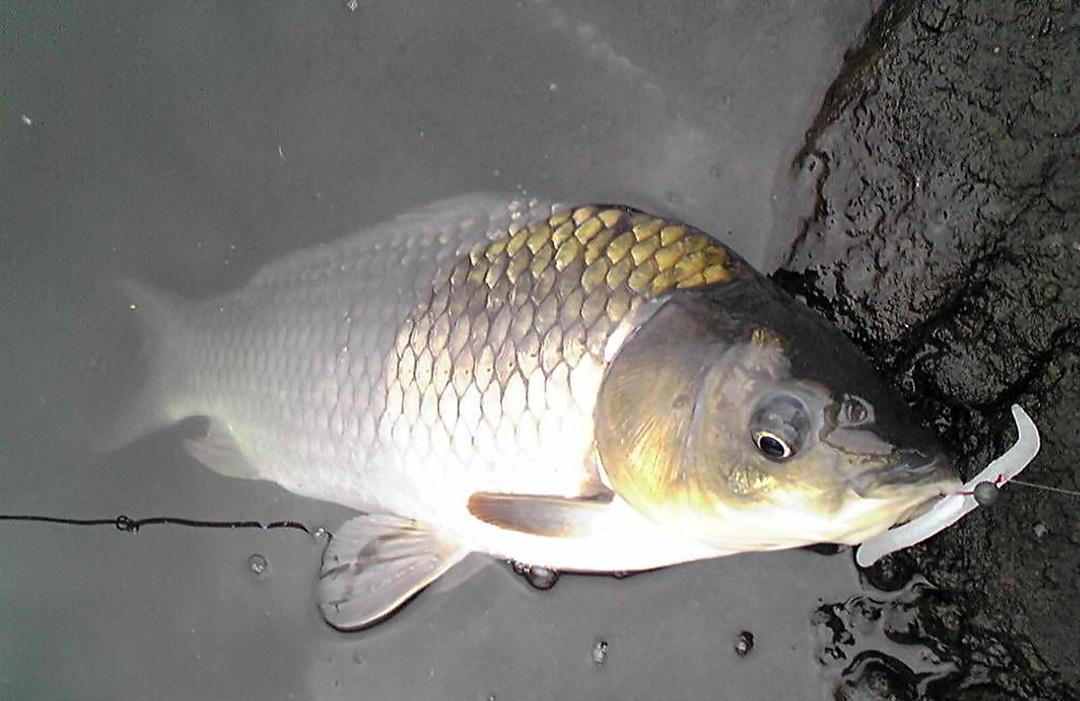 做好这几点,冬天夜钓,也能有好鱼获