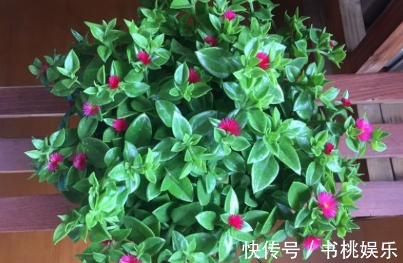 花盆|4种容易爆盆的花,吊起来养更合适,开花非常美