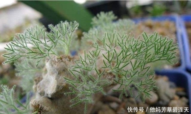 这个小盆栽居然卖600多万,快看看你家有没有!