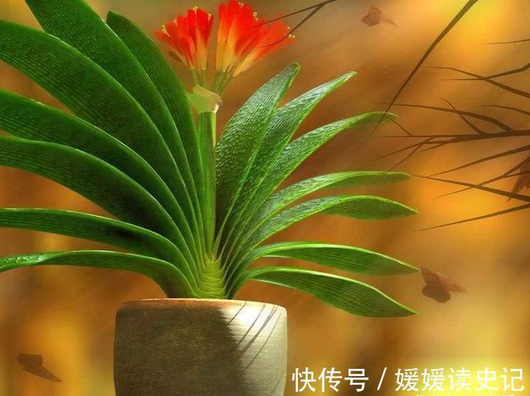 10种“旺运花”,家里至少养一盆,漂亮吉祥还“养人”