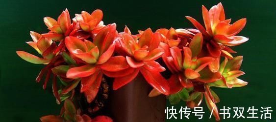 此款多肉,适合新手养,不怕你虐,越虐越漂亮