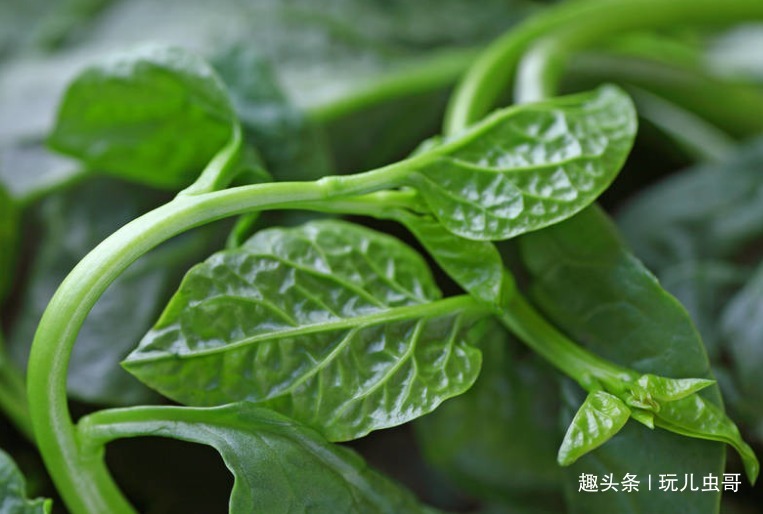木耳菜|木耳菜口感鲜嫩、清香脆口，重视水肥管理，种出绿色优质的木耳菜