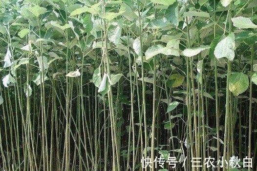 全身|农村全身是“宝”的野草,曾经被用来喂猪,殊不知价值珍贵用途多