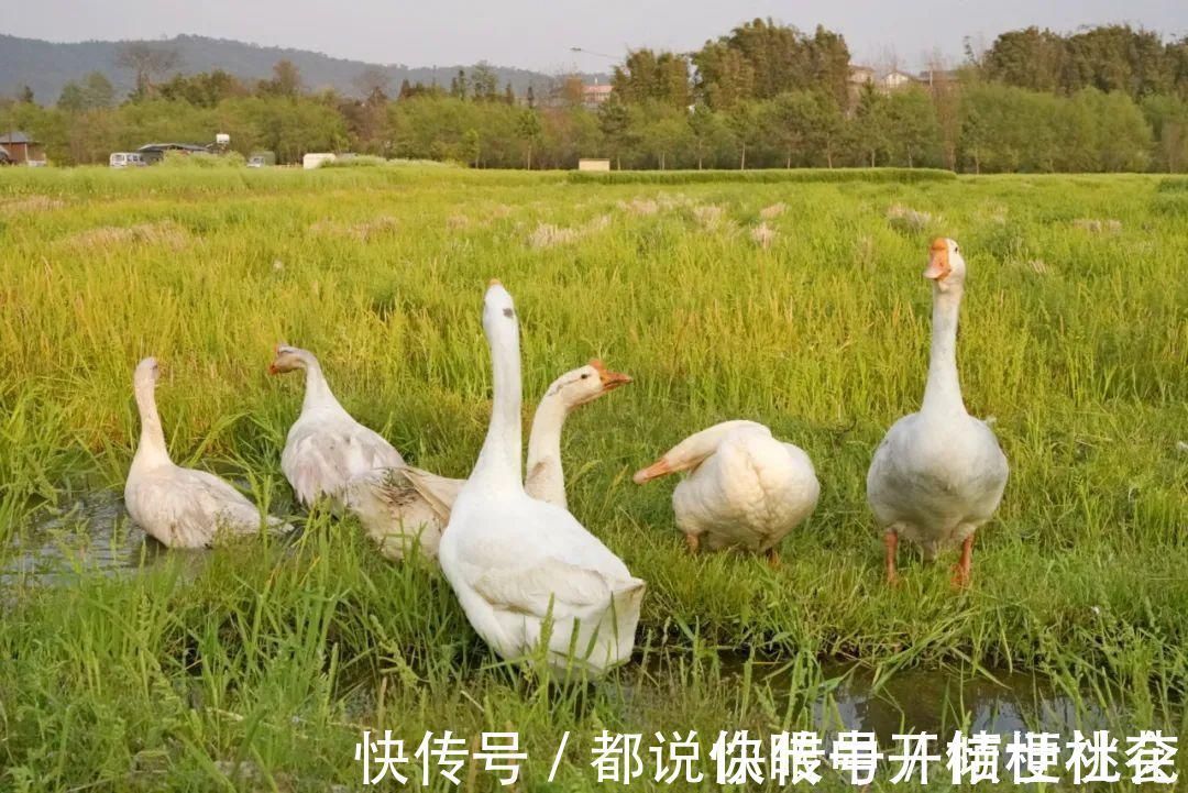 美食|央视《味道》在昌宁寻找原味美食，精彩镜头大集锦上菜咯！