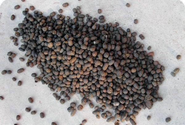 花肥不用买，一把“黑蛋蛋”撒花盆，比啥肥都灵，养花贼壮