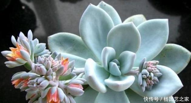  本身的营养|多肉植物开花了，怎么办？肉友：四点原因须剪掉！