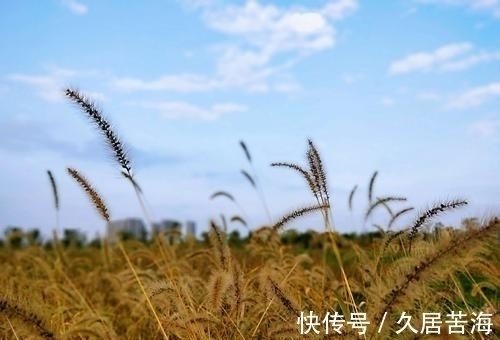 草字&一首描写秋草的七律,全文不见一个草字,却句句赞美其高洁品质