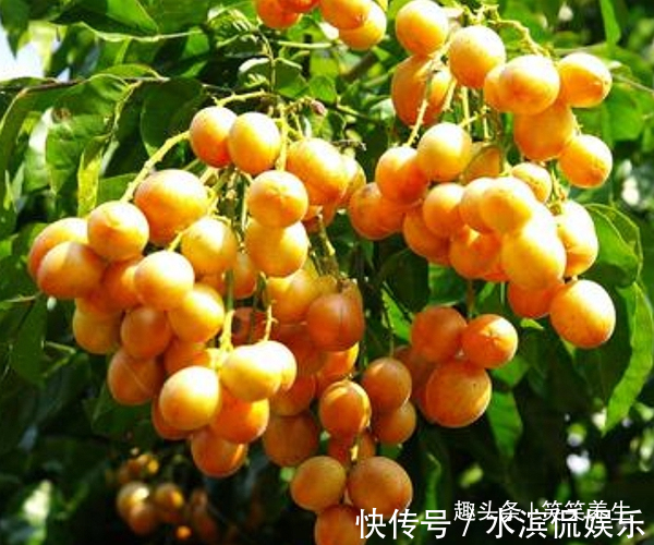 荔枝|民间素有“果中之宝”的水果,看似像荔枝,却功效强的不得了!