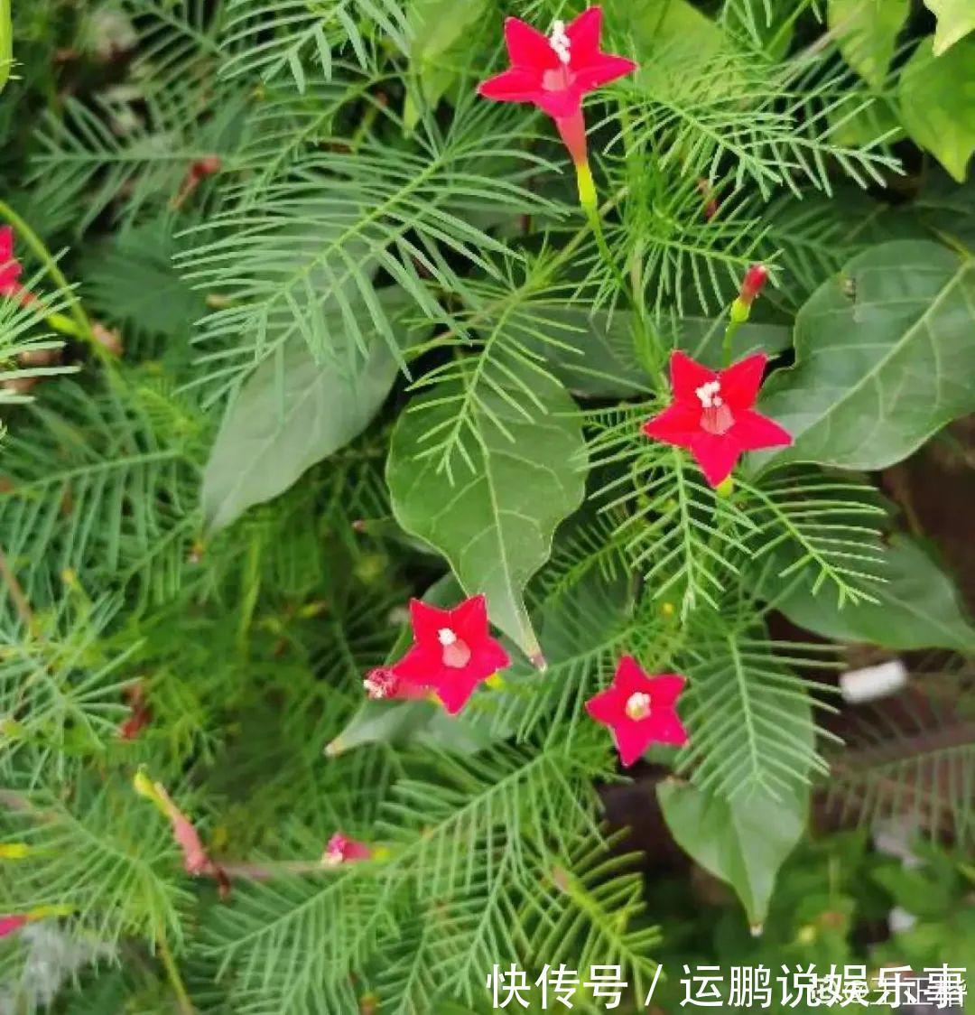 三角梅|30种夏天花,热不死、晒不死,大半年都开花,还没病虫害