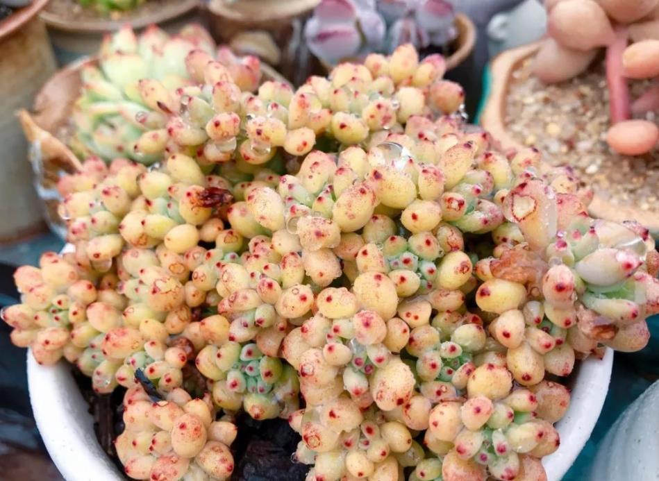 自来水|居家盆栽多肉植物黑莓,如何养护好?