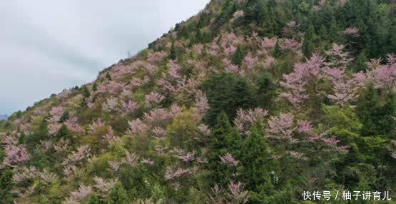 巫山漫山野紫荆竞相绽放