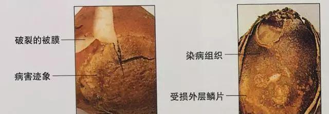 仙客来|想要养好球根花卉,这4点要注意,赶紧学起来,每年都可以开花