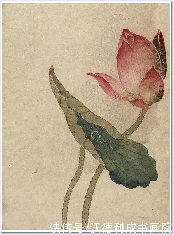 画菊|没骨百花图欣赏，美到骨子里