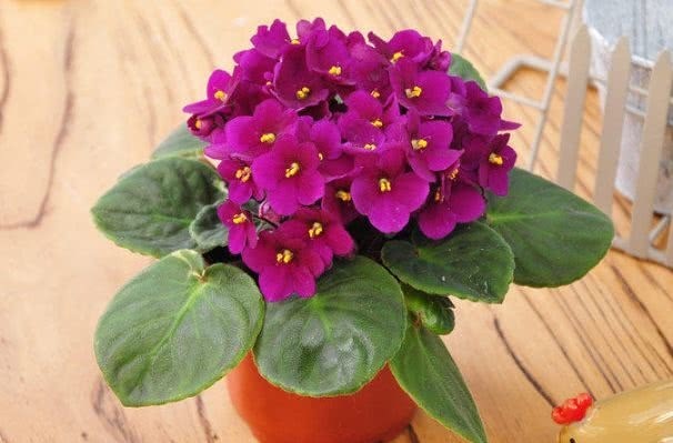 4种花养家里,夏天不怕热,冬天不怕冷,花开不断,满屋子飘香!