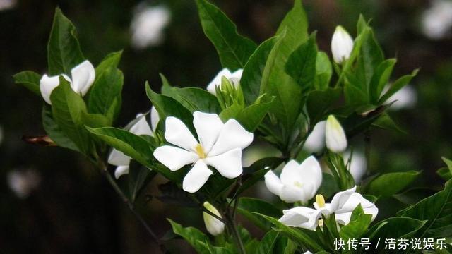栀子花|到了这个月份,栀子花“修剪”提上日程,明年开花就靠这几刀