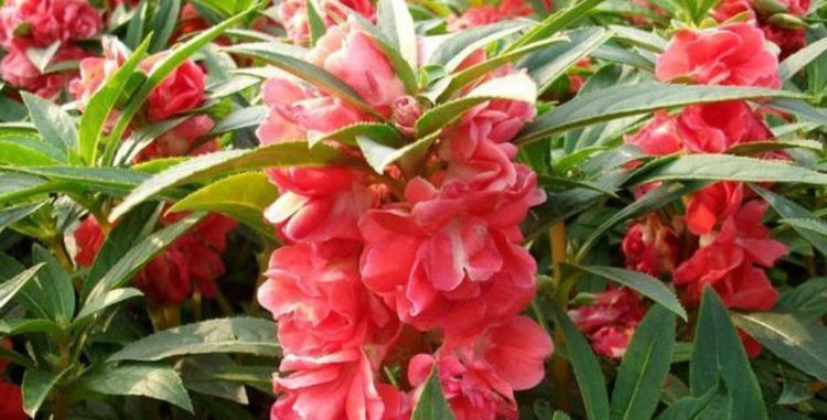 种花|“1种花”沾土就活，比长寿花、月季都好看，尤其女生最喜欢