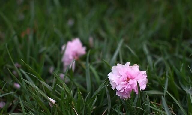 唐诗宋词$仅次于李清照的女词人,一首幽怨的闺怨诗词写出“断肠芳草远”