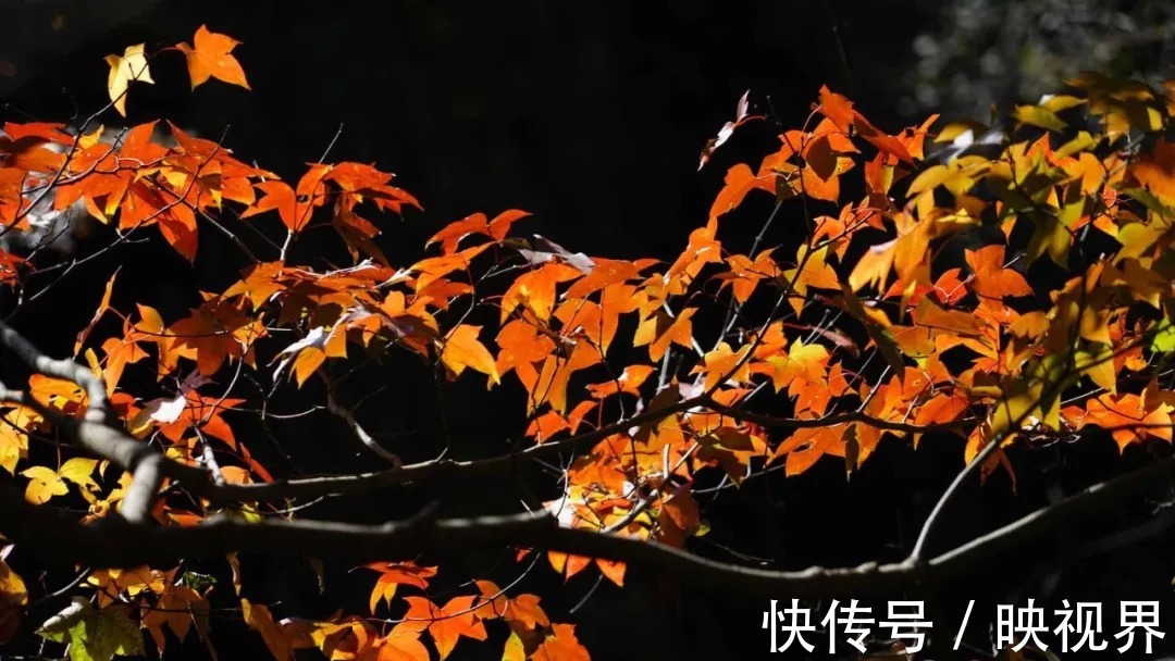 桃花寨景区|免票！持续一个月！秋叶落满山，遇见最美的桃花寨