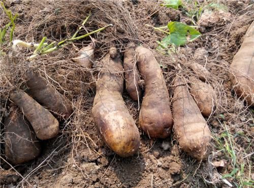 看完|毛薯和山药的区别,看完才知道,网友:又涨知识了!