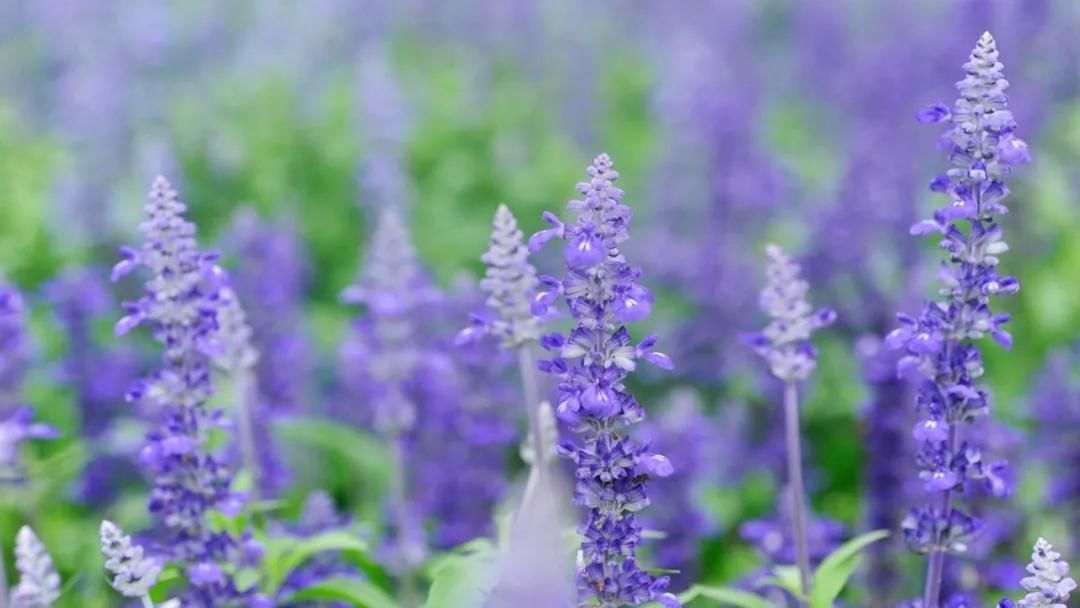  生活|总有一句诗词，道尽生活的美