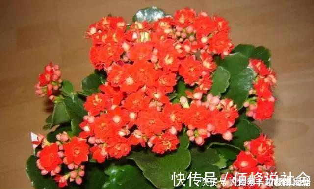 旧土|养花旧土别丢,掺入这“3样”,肥得流油不板结,养花太旺了