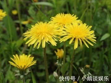 蒲公英|蒲公英和此物一起泡,睡前一杯,脂肪不见了,肝也干净了!