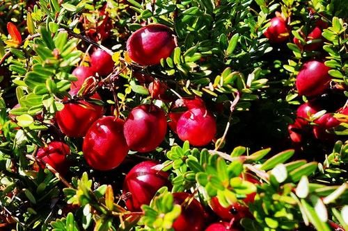  特别|人称“北国红豆”，采摘方式特别，一斤90元，农民为何不种？