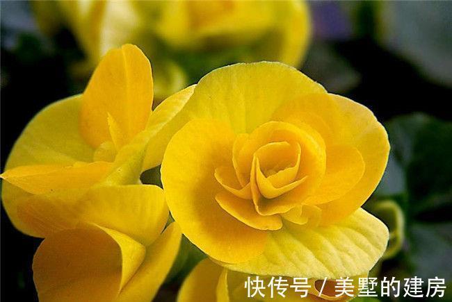 悬铃花|农历7月14日开始,养花养个耐看的,香味浓厚,个个开花漂亮