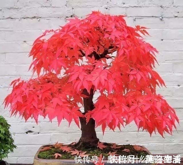 盆景|世界上又一奢侈品《盆栽》一盆就是一座房子!