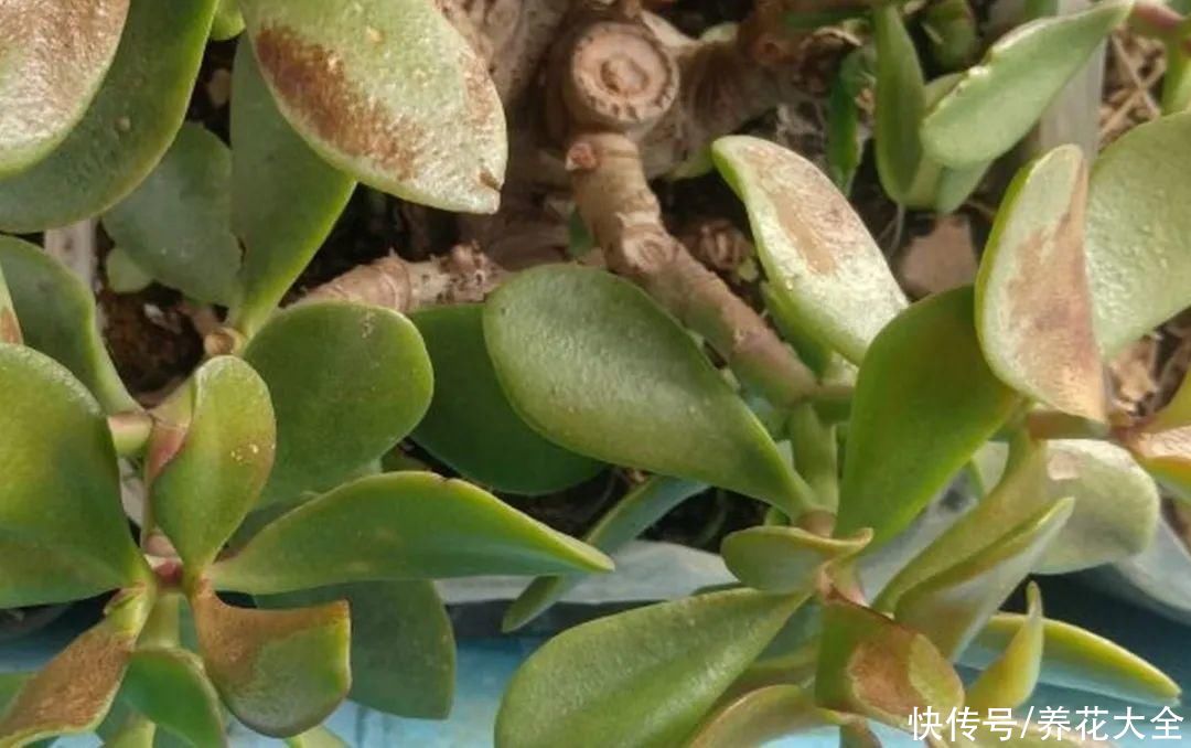 10种花要控水,天热反而不能浇,一浇水就死