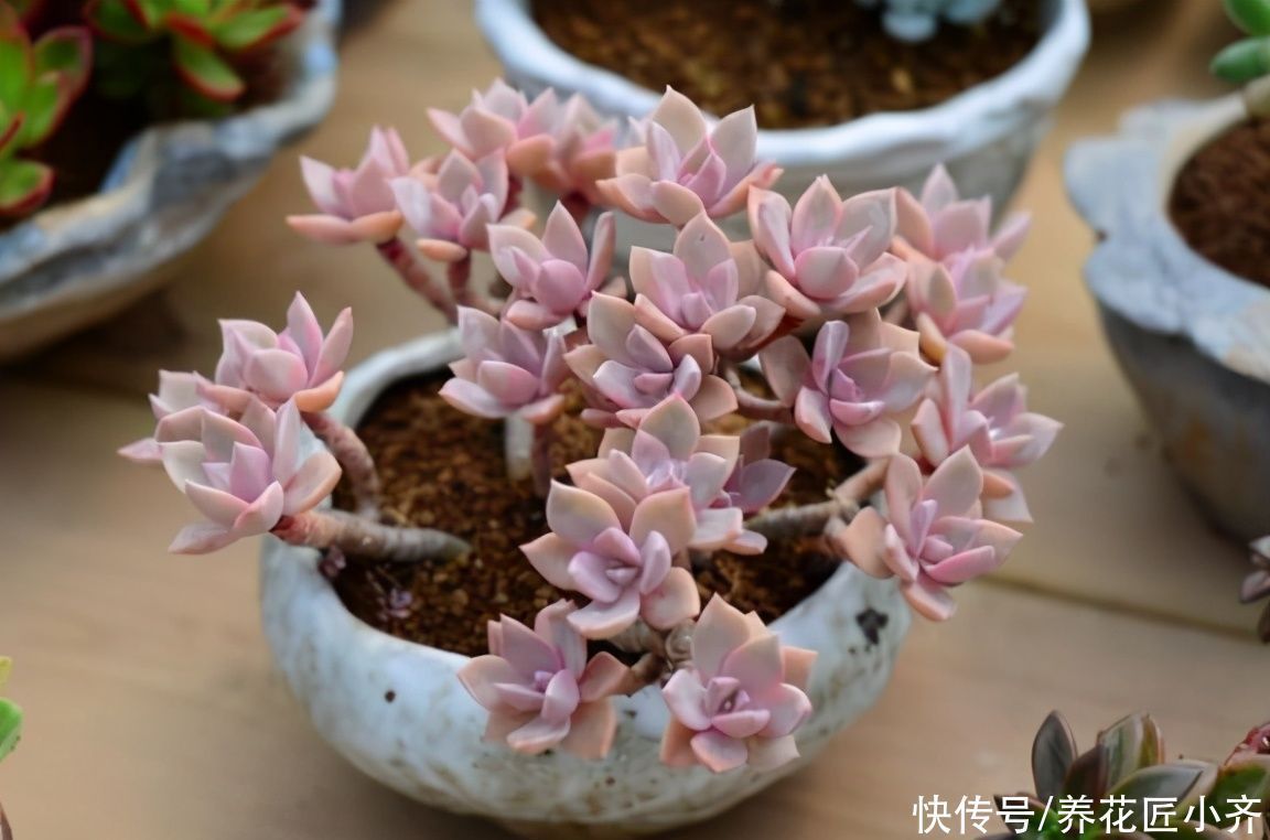 多肉植物|新手阳台养多肉的2个“烦恼”,不要着急,要针对“问题”去解决
