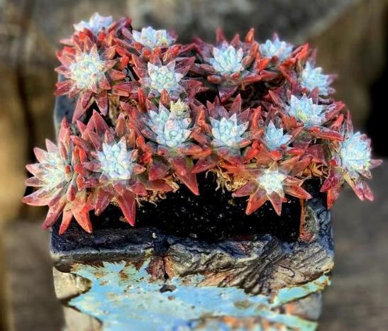 花友|提醒肉友换盆土,你弄清楚什么时候动手合适,如何操作了吗