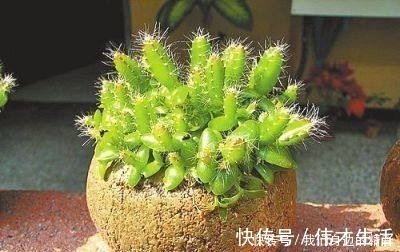 这6种盆栽不用买，水果吃完丢水里泡7天，30天后乐开花！