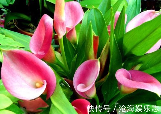 花瓣|家里养这些菊花,秋天开成菊花海,花色鲜艳,花朵娇艳妖娆,超美