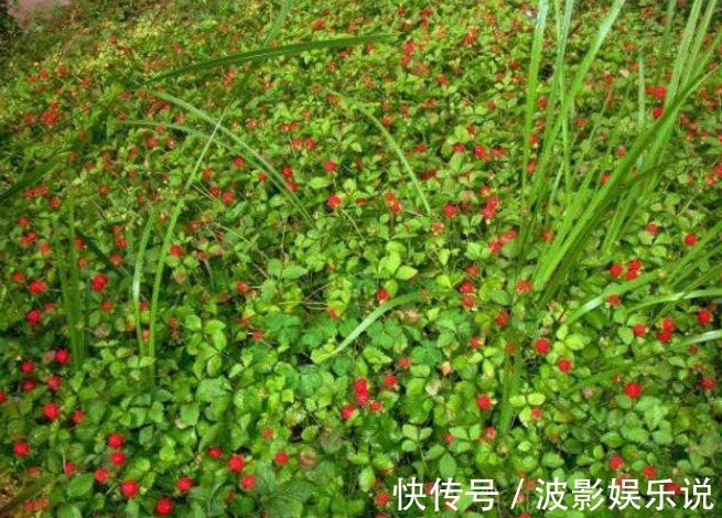 治病|农村这一野果酷似草莓，老人说有毒，殊不知是治病良药