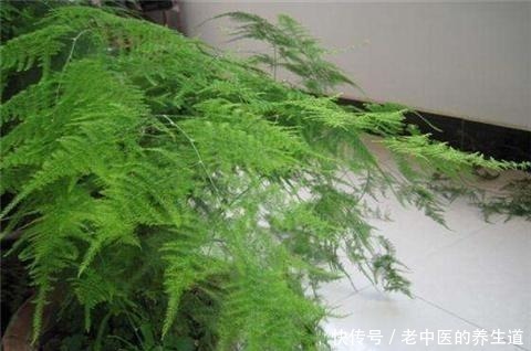 浇水|养好文竹，3个步骤，爆芽不停，郁郁葱葱猛蹿个！