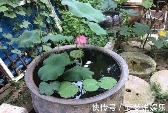 养护|周末回趟老家,捡了这些“老物件”养花,一瞬间高档、文艺
