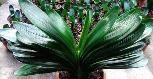 光照|天热了,君子兰有“3怕1喜”,了解掌握才能安全度夏,新手别忽视