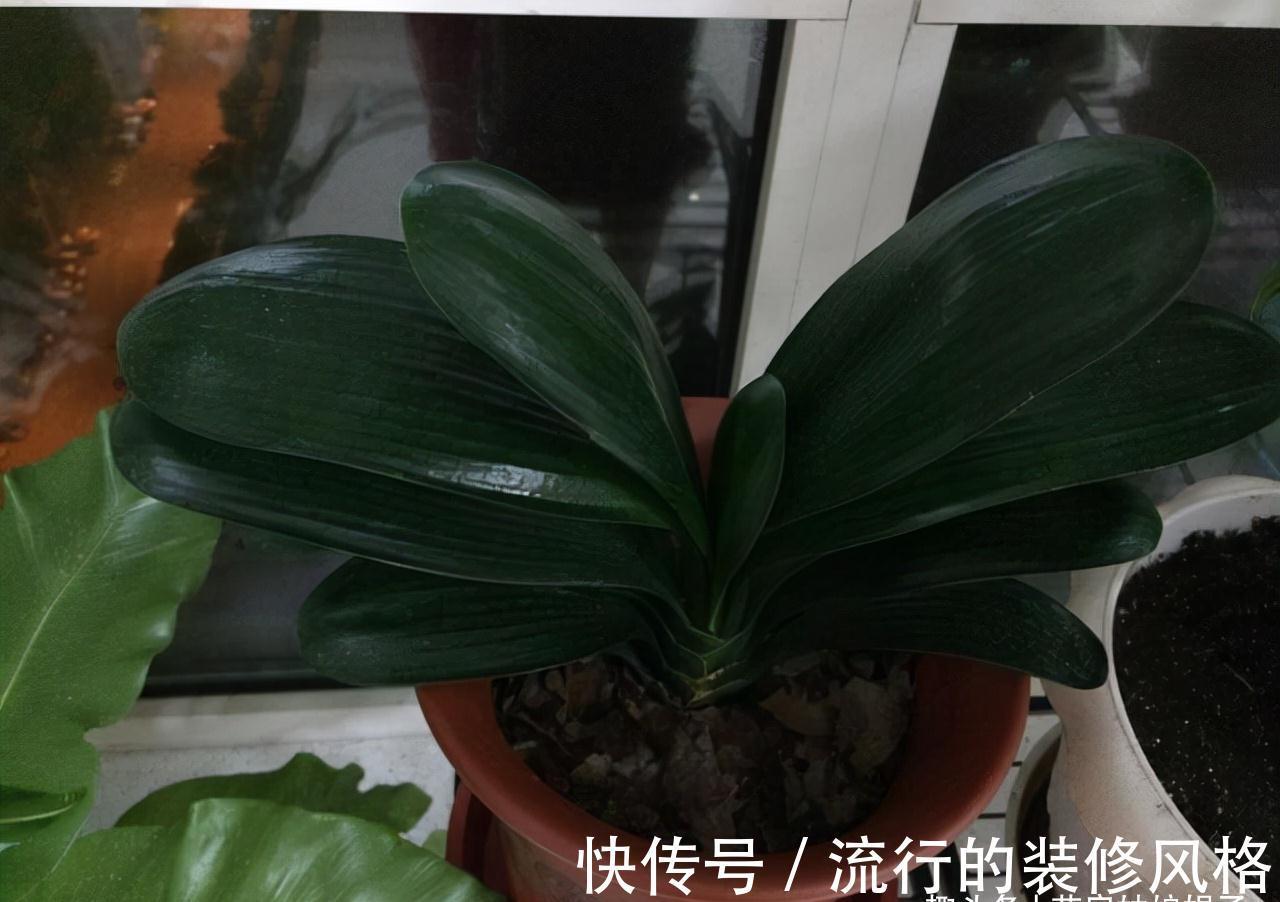 10月养君子兰，别忘记做“这些事”，要不今年“难”开花，莫忽视
