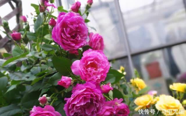 笋芽|月季压枝就能长笋芽?出笋芽是有技巧的,盲目压枝笋芽会很细弱