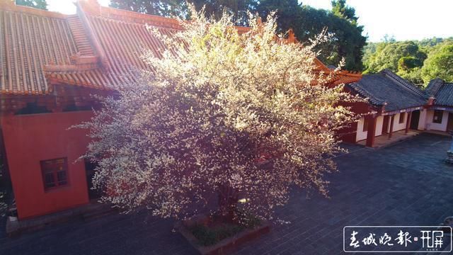 香飘百年！宾川鸡足山百年古梅开花了