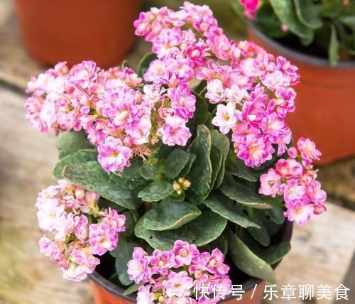 想要长寿|长寿花、蟹爪兰都喜欢的“神仙水”,一周喂一勺,花开满枝头!